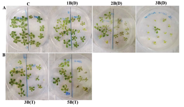 The involvement of the induction of anthocyanin biosynthesis and transport in toxic boron responsive regulation in Arabidopsis thaliana